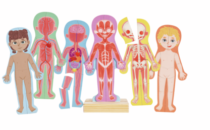 Rompecabezas Magnético del Cuerpo Humano - Imagen 3