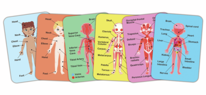 Rompecabezas Magnético del Cuerpo Humano - Imagen 4